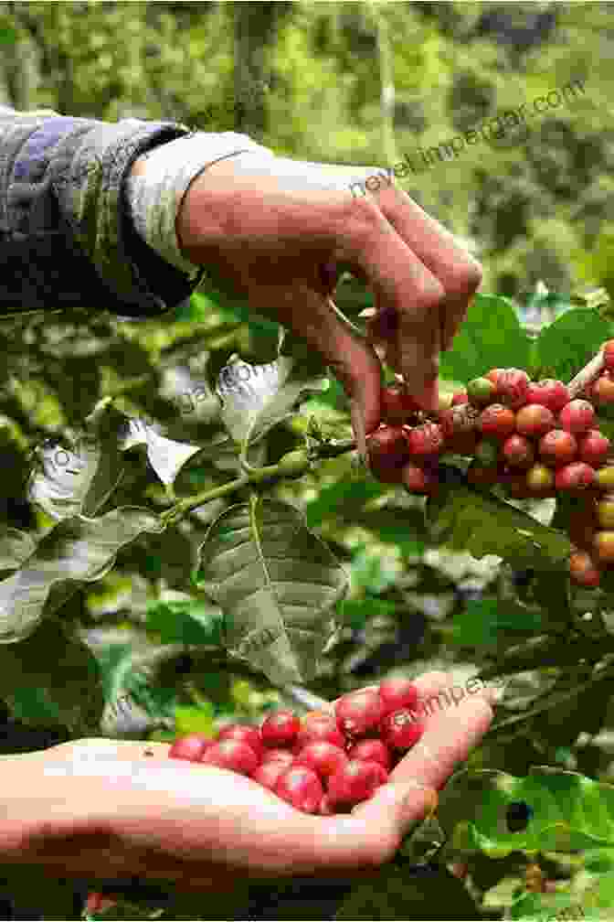 A Dedicated Coffee Farmer Meticulously Harvesting Ripe Coffee Cherries, A Testament To Their Unwavering Dedication And Love For Their Craft When Coffee Speaks: Stories From And Of Latin American Coffeepeople