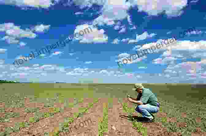 A Farmer Inspecting A Field Of Healthy Crops Science And Practice In Farm Cultivation