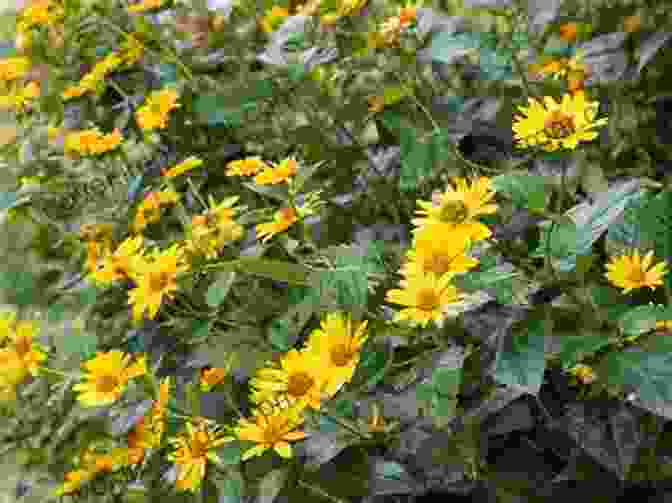 A Field Of Jerusalem Artichokes Growing In Rows, With Their Bright Yellow Flowers Blooming Jerusalem Artichoke: Production And Marketing (All About Vegetables)