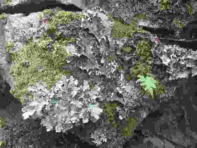 A Lichen Growing On A Rock Places On Mars To Look For Microbes Lichens Salty Seeps Melt Water Under Clear Polar Ice Ice Fumaroles Dune Bioreactors : Where Early Mars Lifeforms Could Survive To The Present Day