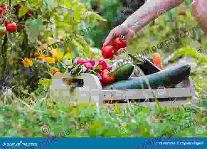 A Person Harvesting Vegetables In A Garden, Their Eyes Sparkling With Joy And Accomplishment Roots As Vegetables: Growing Practices And Food Uses (All About Vegetables)