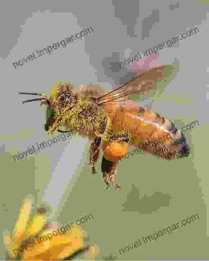 A Photograph Of An Insect In Flight The Biomechanics Of Insect Flight: Form Function Evolution