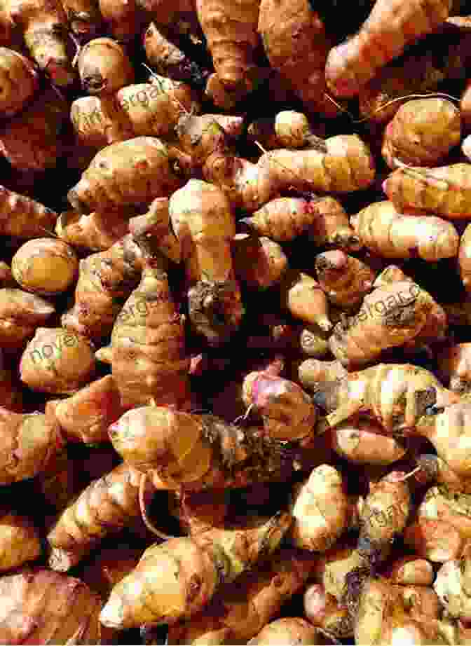 A Pile Of Freshly Harvested Jerusalem Artichokes, With Their Bumpy Skin And Earthy Aroma Jerusalem Artichoke: Production And Marketing (All About Vegetables)