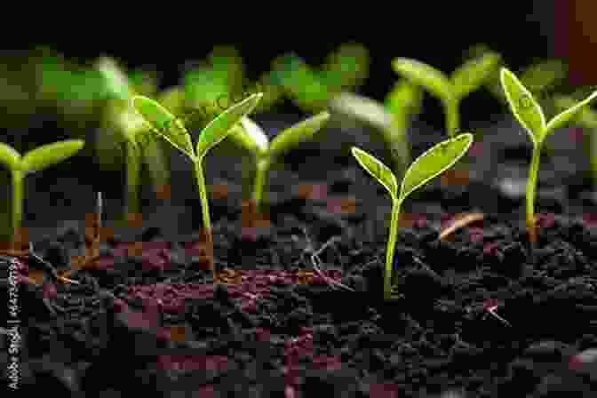 A Vibrant Seedling Emerging From The Fertile Soil, Symbolizing The Promise Of A Bountiful Harvest Roots As Vegetables: Growing Practices And Food Uses (All About Vegetables)