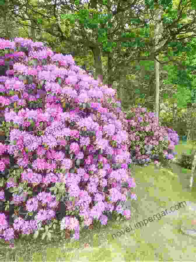 A Vibrant Tapestry Of Blooming Rhododendrons Creates A Captivating Focal Point In A Northwest Garden. Northwest Home Landscaping 3rd Edition