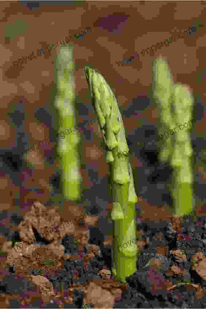 Asparagus Spears Emerging From The Ground In Spring 5 Popular Perennial Vegetables (All About Vegetables)