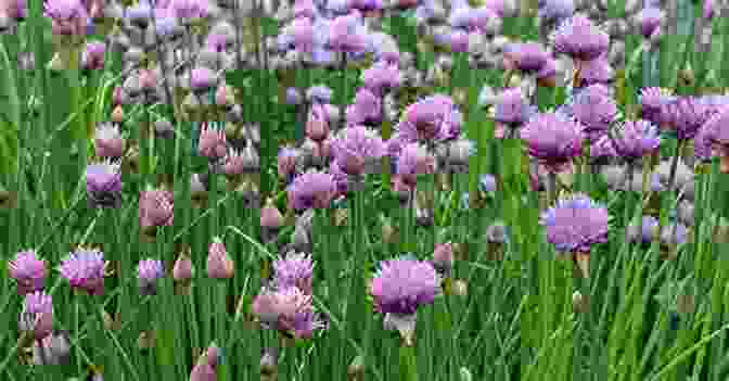 Chive Plant With Clusters Of Fine, Tubular Leaves 5 Popular Perennial Vegetables (All About Vegetables)