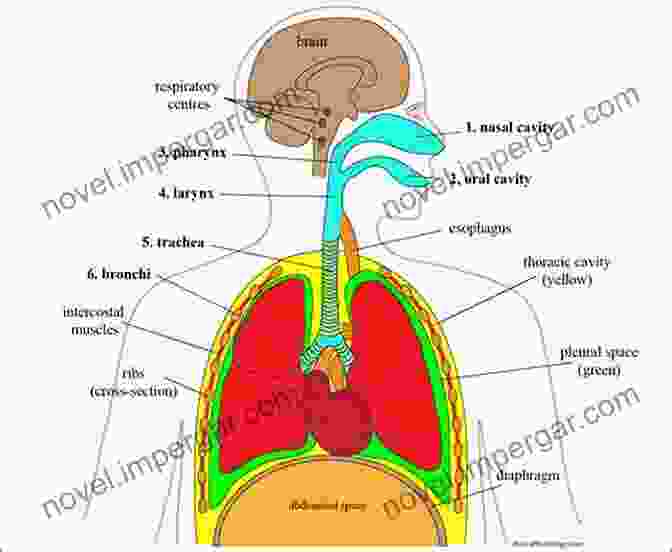 Detailed Diagram Of The Respiratory System Anatomy NursingSmart Vol III: Respiratory System