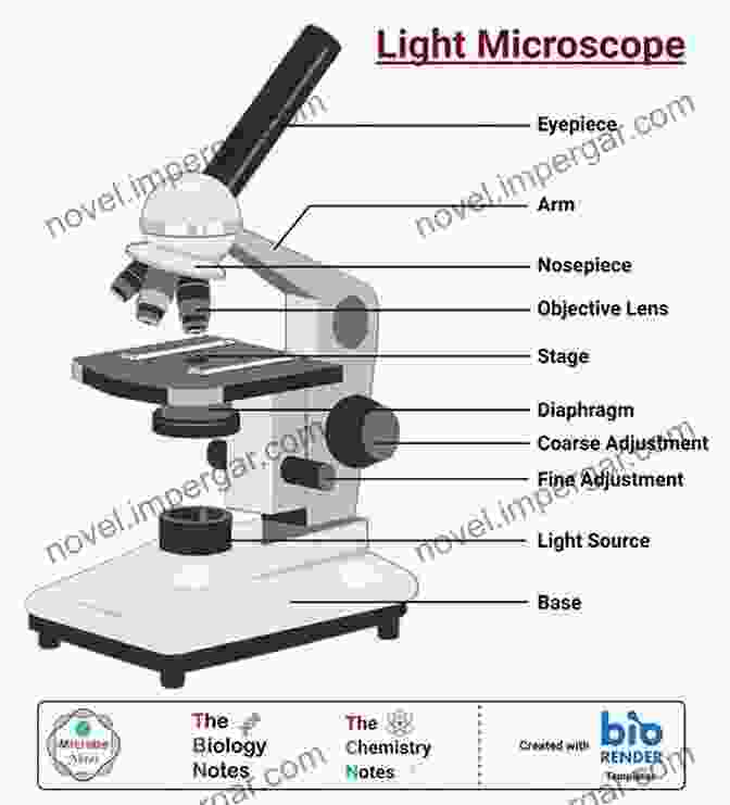 Diagram Of A Light Microscope To Light Microscopy: Tips And Tricks For Beginners