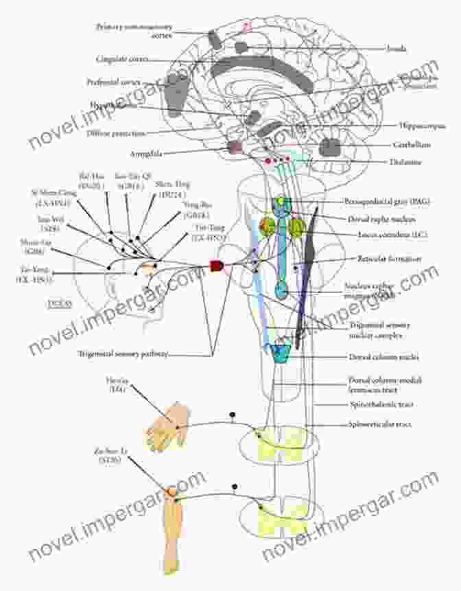 Diagram Of Brain Showing Neural Pathways Involved In Adaptation Adaptation And The Brain (Oxford In Ecology And Evolution)