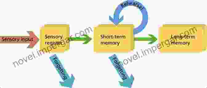 Diagram Of Memory Formation And Storage Remembering Trauma Richard J McNally