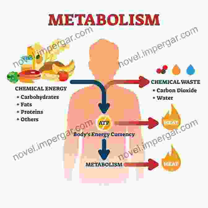 Diagram Of Metabolism Process Burn It: Effective Ways To Lose Weight Get Fit And Feel Healthy