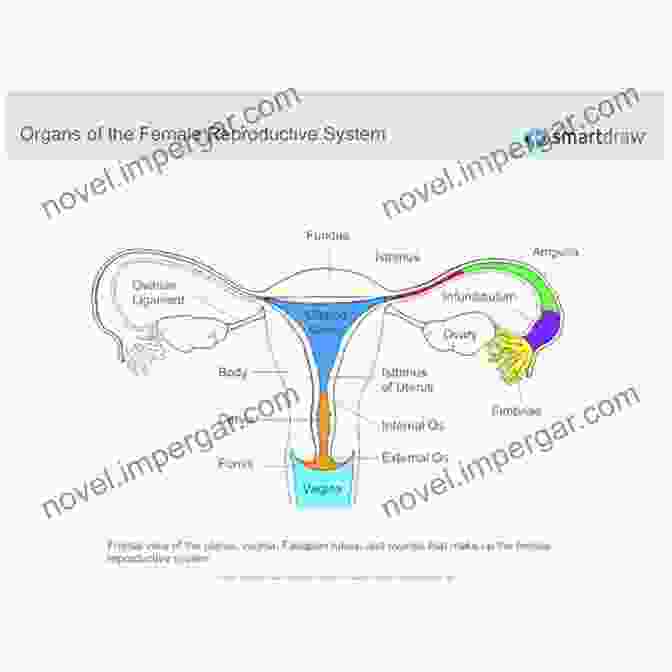 Diagram Of The Female Reproductive System Obstetrics And Gynaecology: For Undergraduate And Postgraduate Students