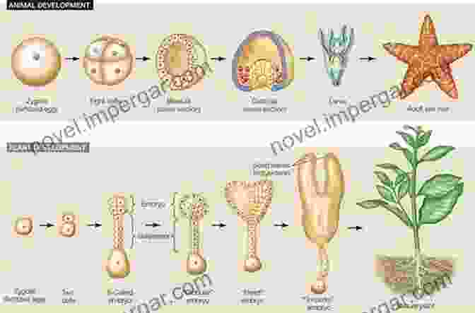 Embryonic Development From Single Cell To Multicellular Organism Lung The: Developmental Morphogenesis Mechanobiology And Stem Cells (Regenerative Medicine Artificial Cells And Nanomedicine 5)