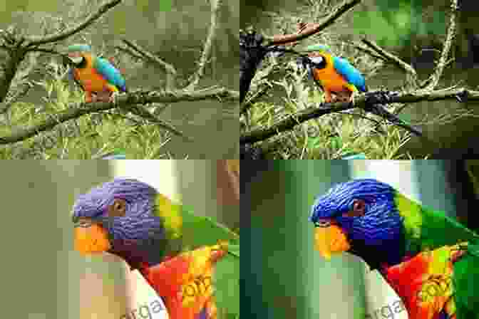 Example Of Advanced Color Enhancement Color Image And Video Enhancement