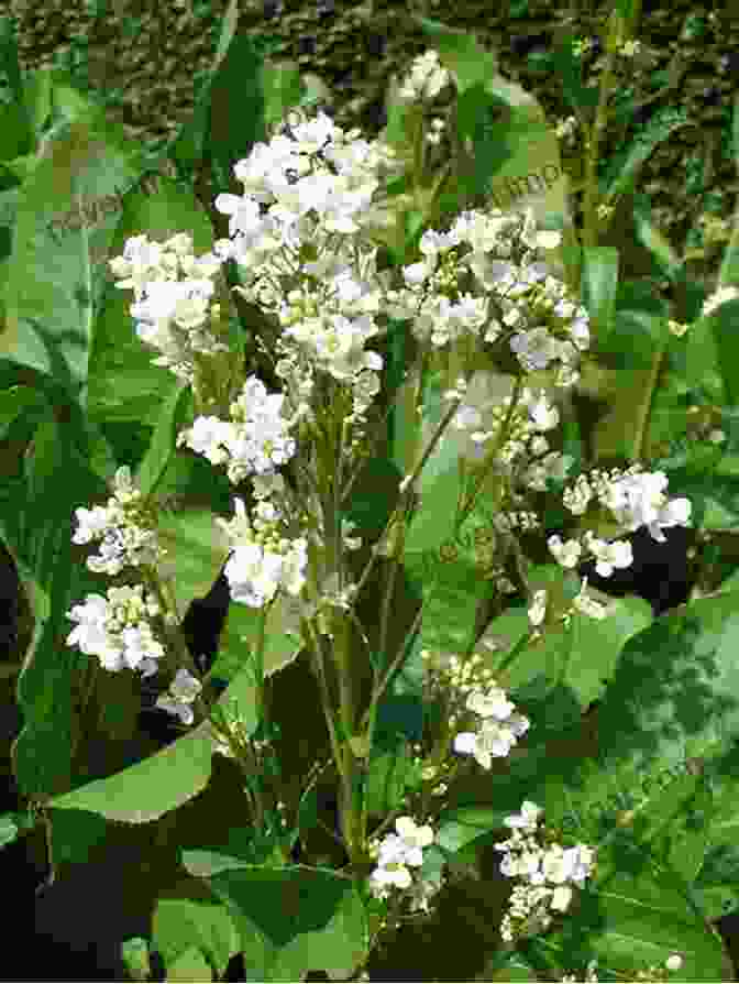 Horseradish Plant With Large, White Taproots 5 Popular Perennial Vegetables (All About Vegetables)