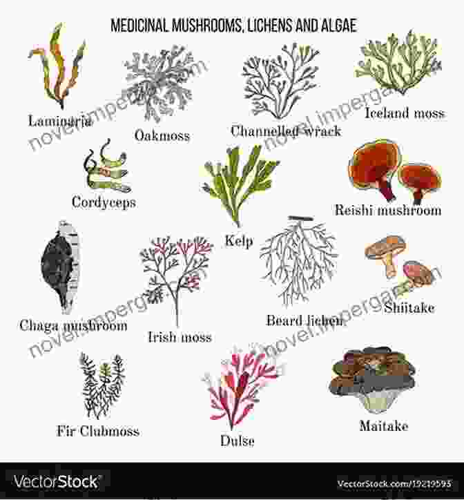 Mushrooms And Seaweeds Medicinal Properties Mushrooms And Seaweeds (All About Vegetables)