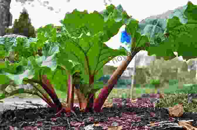 Rhubarb Plant With Large, Red Stalks 5 Popular Perennial Vegetables (All About Vegetables)