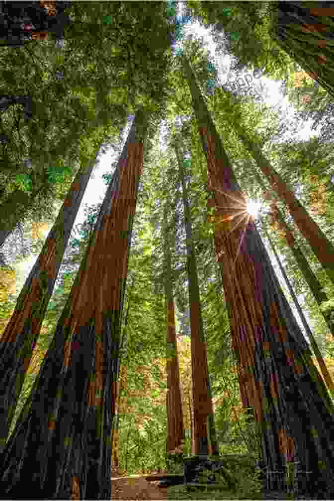 Towering Giant Redwood Trees In The Pacific Northwest The Final Forest: Big Trees Forks And The Pacific Northwest