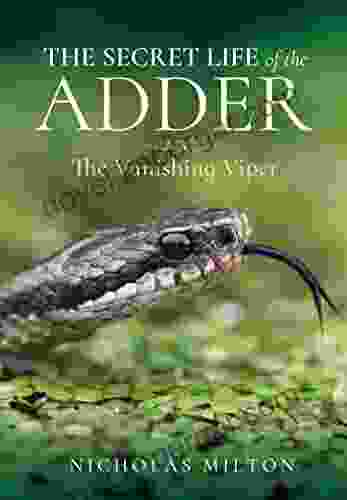 The Secret Life Of The Adder: The Vanishing Viper